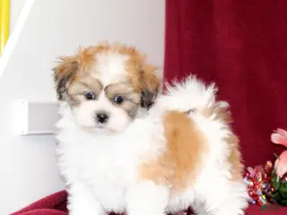 Teddy Bear dogs Yetta - Ad 4