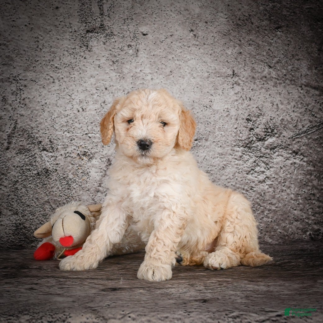 Mini Goldendoodle dogs Mavon - Ad 2