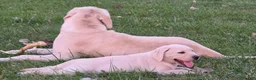 Labrador Retriever dogs for sale: Meet Your New Best Friend! Beautiful Yellow Male Labrador Retriever Puppies Available 💛 - Ad 33