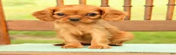 Cavalier King Charles Spaniel dogs for sale: Violet - Ad 5