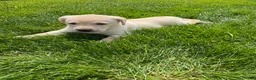 Labrador Retriever dogs for sale: Brody - Ad 7