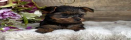 Yorkshire Terrier dogs for sale: Madeleine   - Ad 6