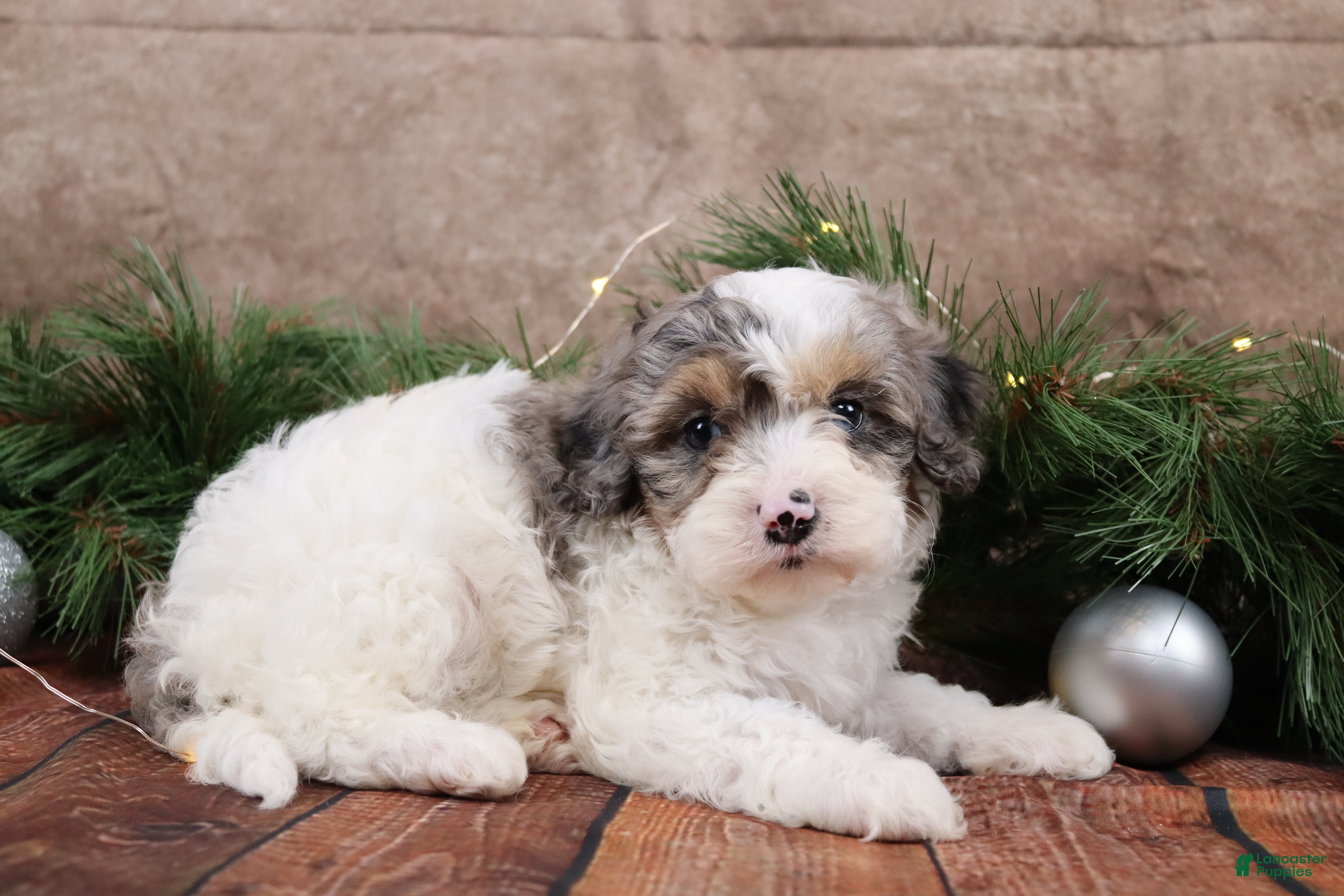 Cavapoo dogs NIcholas - Ad 39