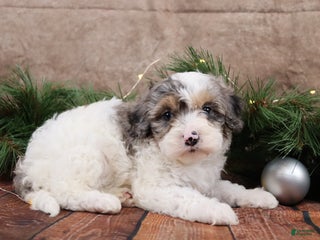 Cavapoo dogs NIcholas - Ad 14