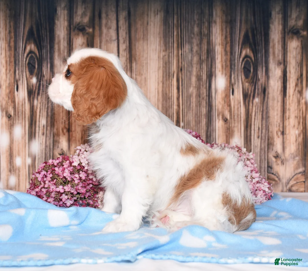 Cavalier King Charles Spaniel dogs for sale: Dexter - Ad 7