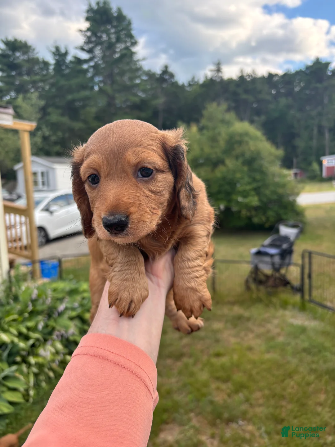 Miniature Dachshund dogs for sale: Freddy - Ad 1