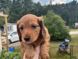 Miniature Dachshund dogs Freddy - Ad 35