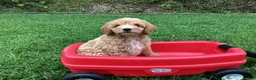 Mini Goldendoodle dogs for sale: Ranger - Ad 5