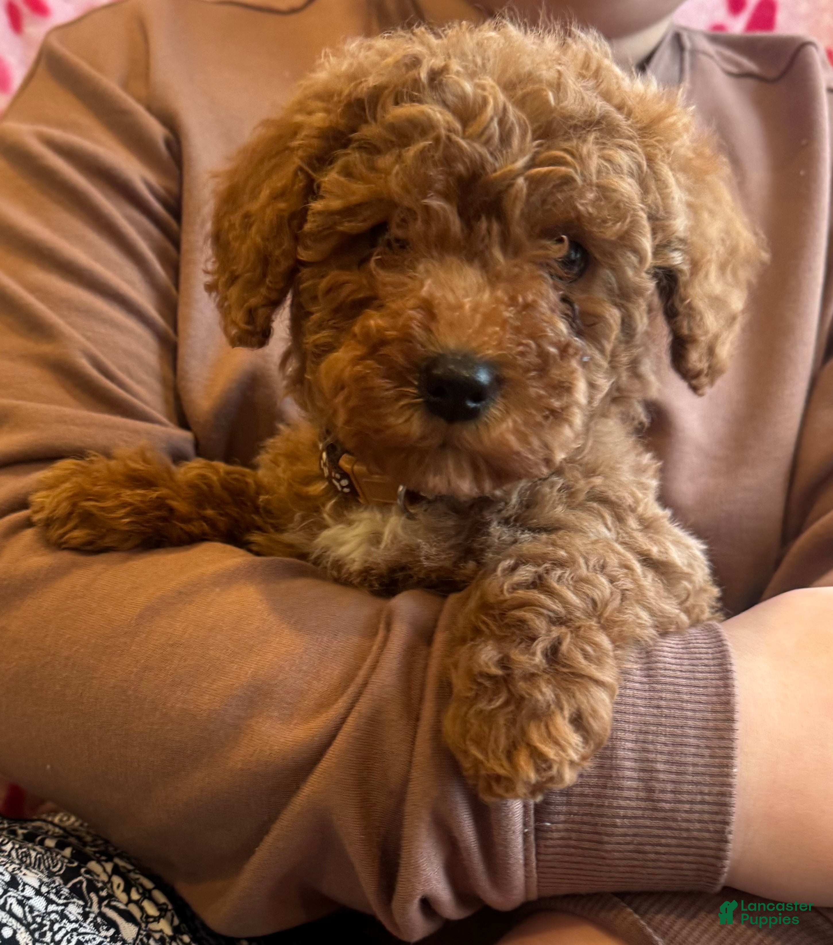 Mini Goldendoodle dogs Bailey - Ad 15