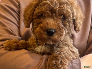 Mini Goldendoodle dogs Bailey - Ad 15