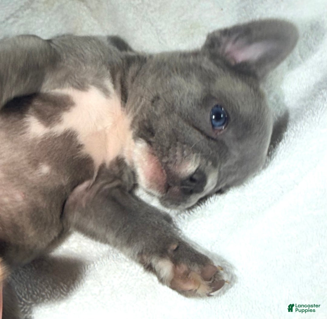 French Bulldog dogs for sale: Rocky - Ad 2