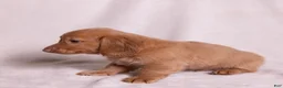 Miniature Dachshund dogs for sale: Peanut - Ad 15