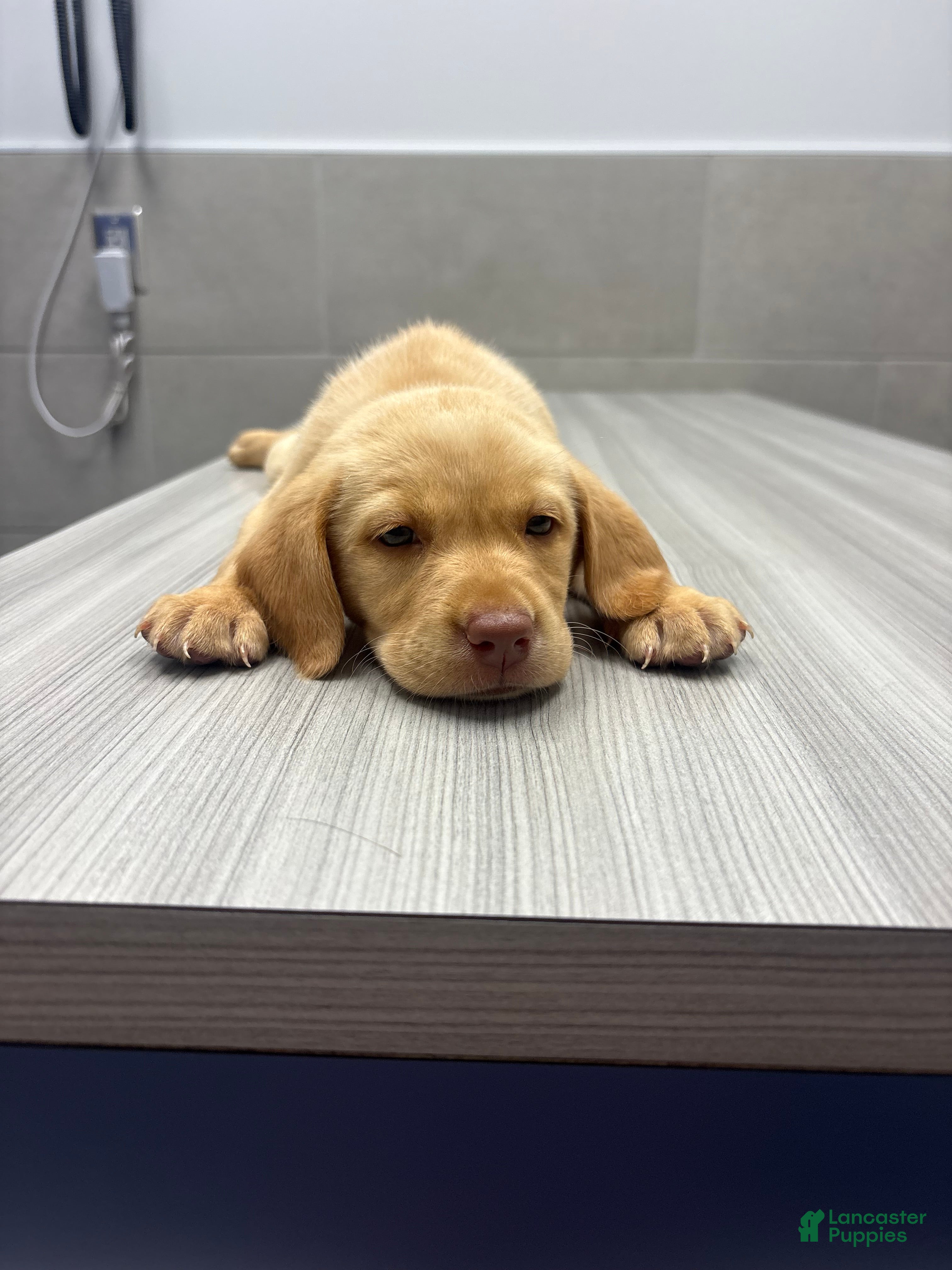 Labrador Retriever dogs for sale: Labrador Retriever 3 - Ad 4