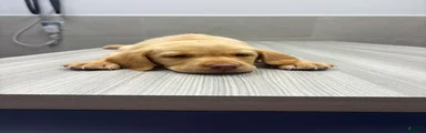 Labrador Retriever 3