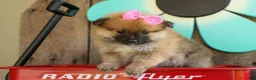 Pomeranian dogs for sale: Freya  - Ad 21