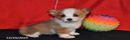 Welsh Corgi Pembroke dogs for sale: Corabelle - Ad 5