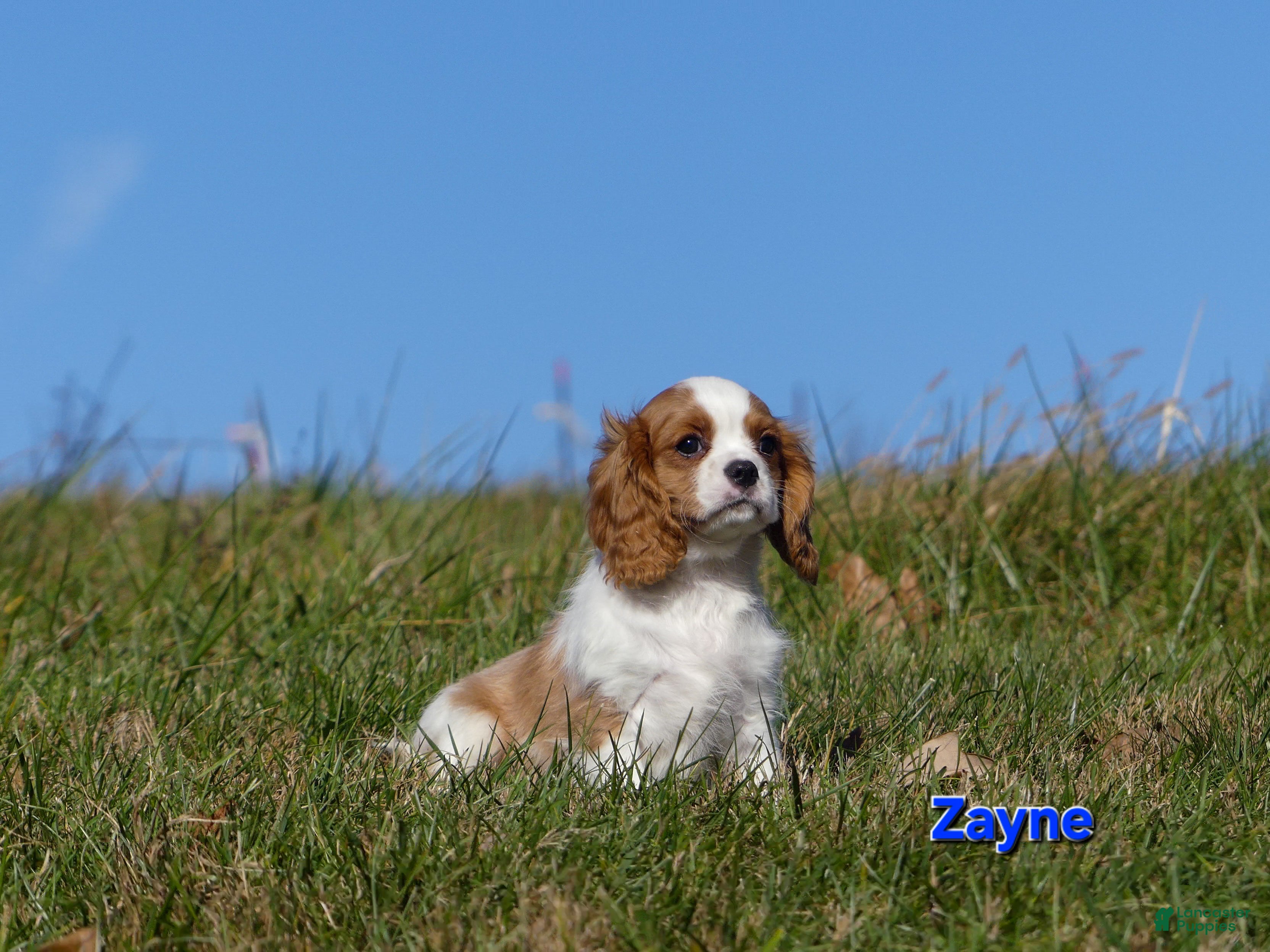 Cavalier King Charles Spaniel dogs Zayne - Ad 40