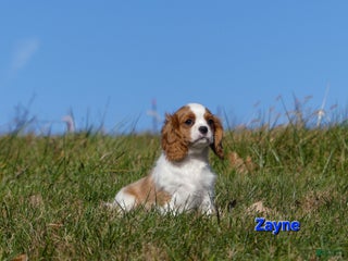 Cavalier King Charles Spaniel dogs Zayne - Ad 20
