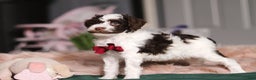 Miniature Poodle dogs for sale: Dallas - Ad 4