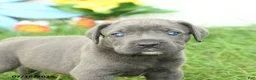 Cane Corso dogs for sale: Rodeo - Ad 4