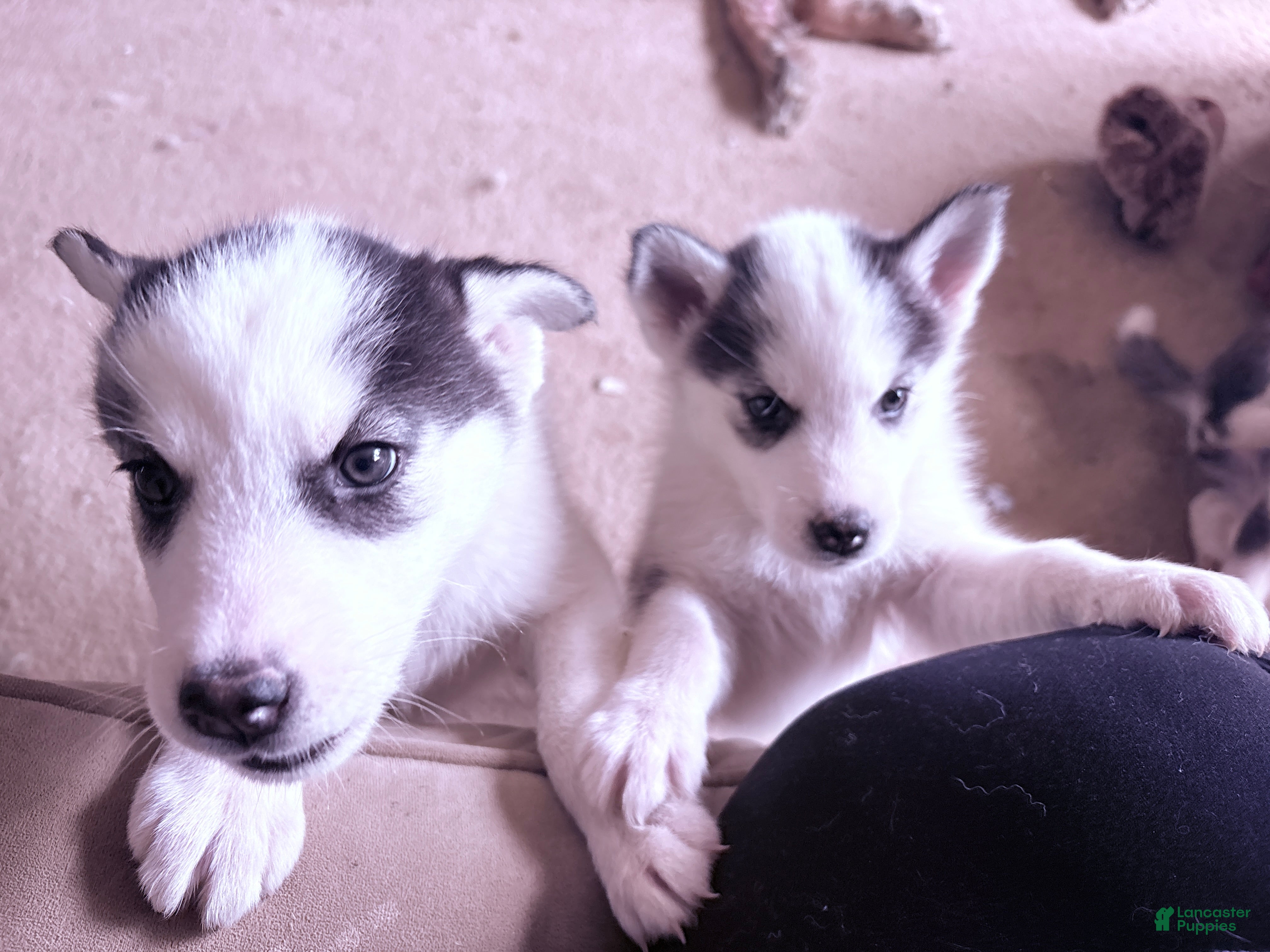Siberian Husky dogs Siberian Husky Puppy 3 - Ad 6