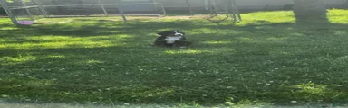 Bernese Mountain Dog 2