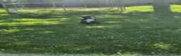 Bernese Mountain Dog dogs for sale: Bernese Mountain Dog 2 - Ad 1