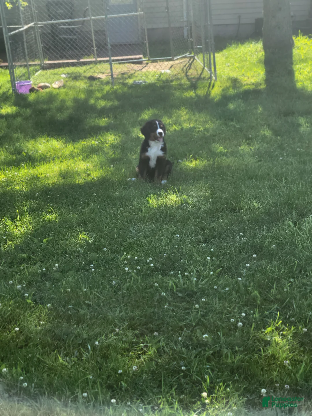 Bernese Mountain Dog dogs for sale: Bernese Mountain Dog 2 - Ad 1