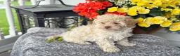 Mixed Breed dogs for sale: Quinn - Ad 7