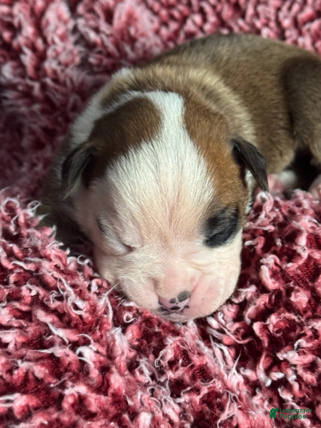 Boxer dogs for sale: Luna  - Ad 13