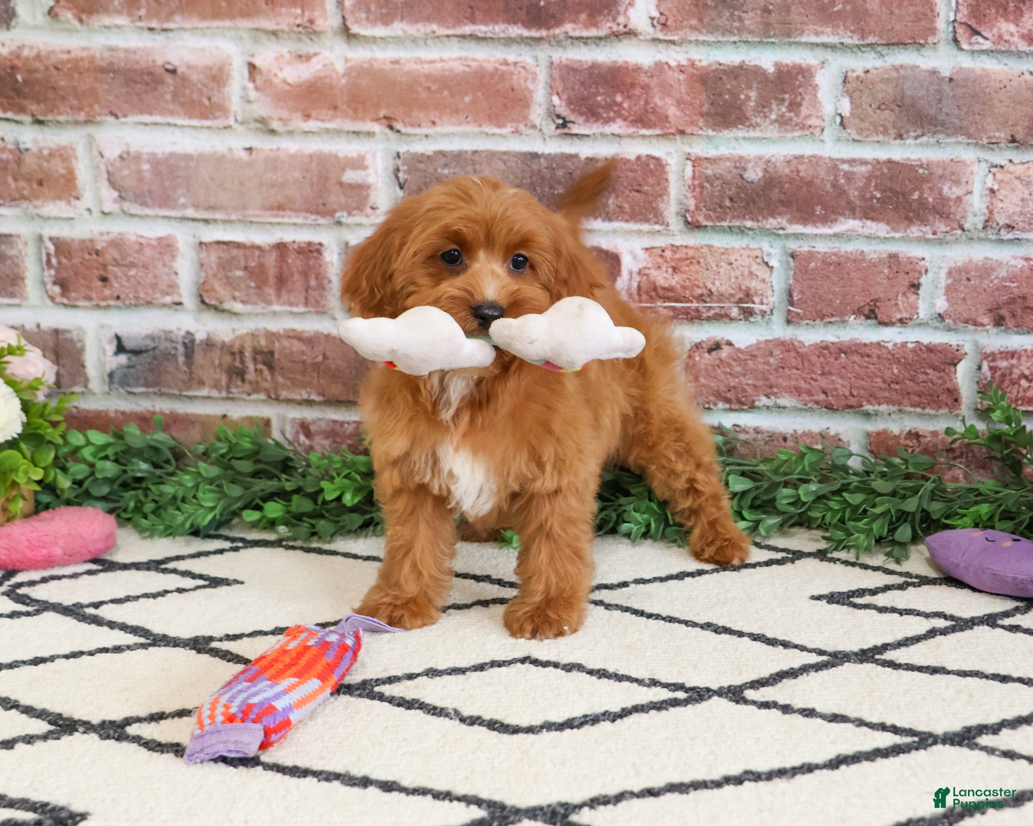 Cavapoo dogs Kelsie  - Ad 25