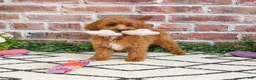 Cavapoo dogs for sale: Kelsie  - Ad 1