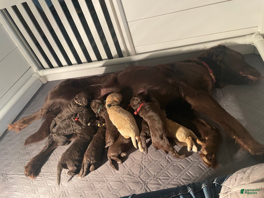 Goldendoodle dogs for sale: Ms tan - Ad 1