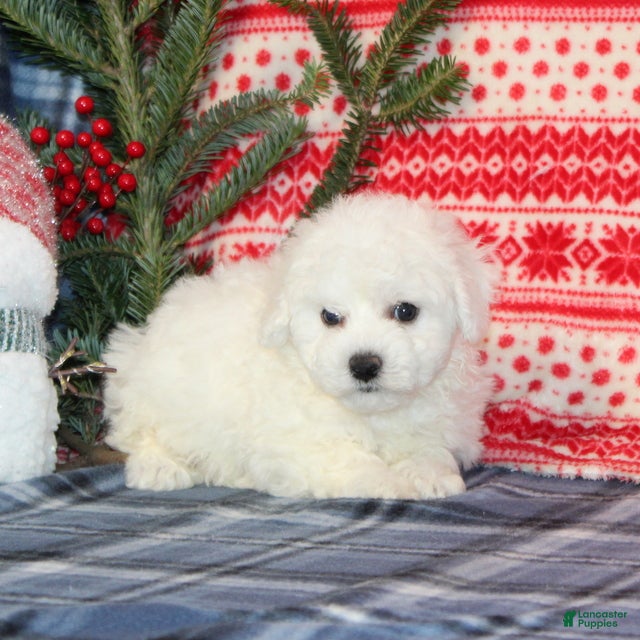 Bichon Frise dogs Jingle - Ad 40
