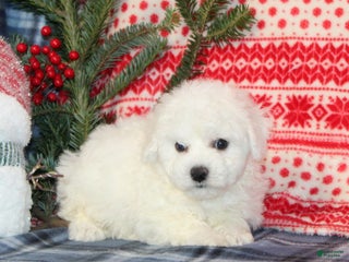 Bichon Frise dogs Jingle - Ad 2