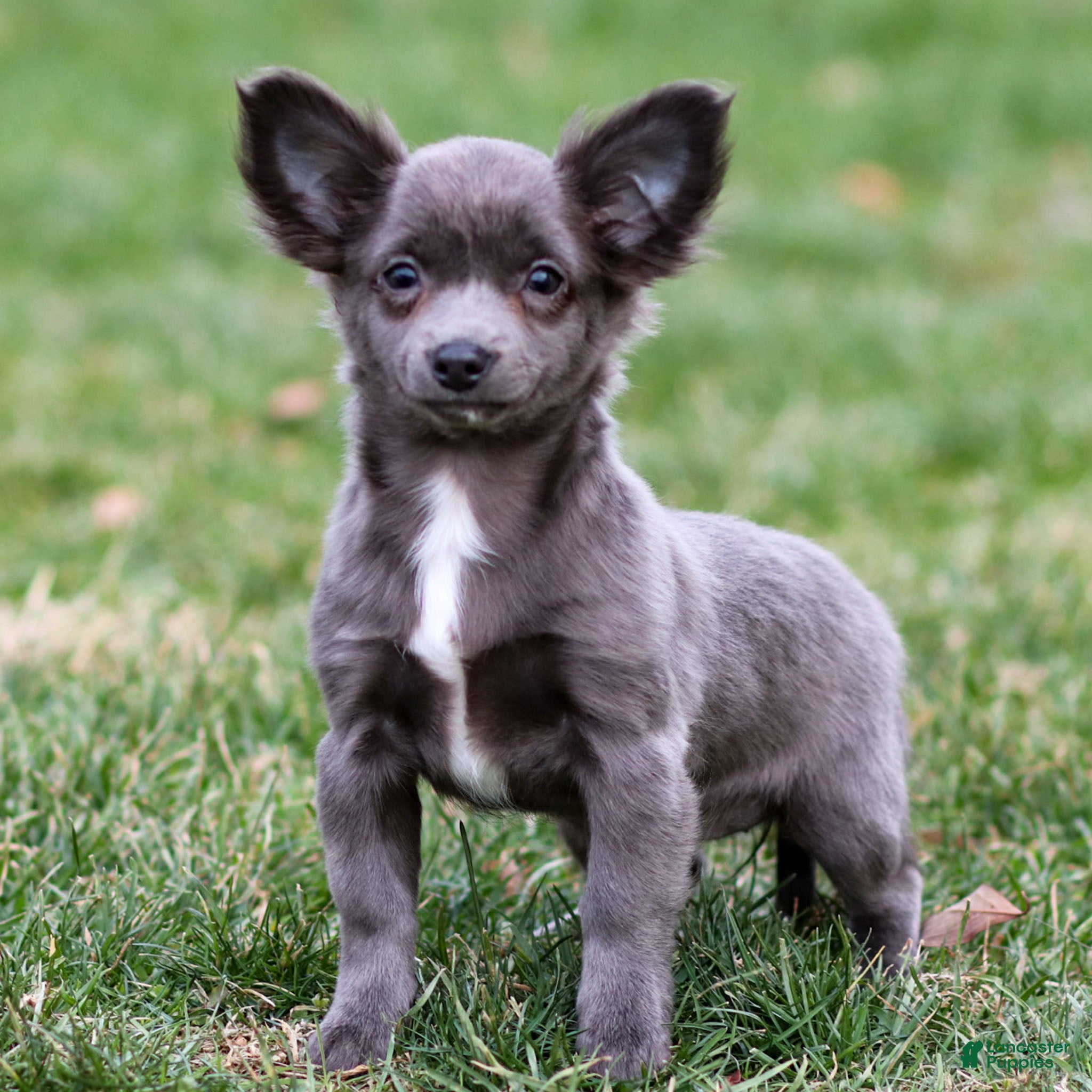 Chihuahua dogs Penny - Ad 39