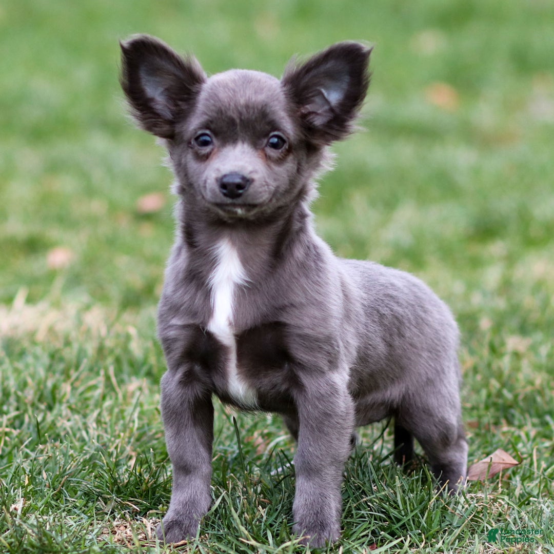 Chihuahua dogs for sale: Penny - Ad 1