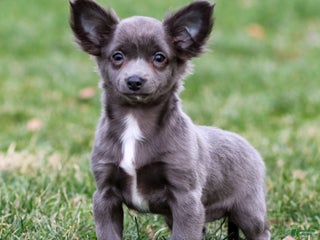 Chihuahua dogs Penny - Ad 22