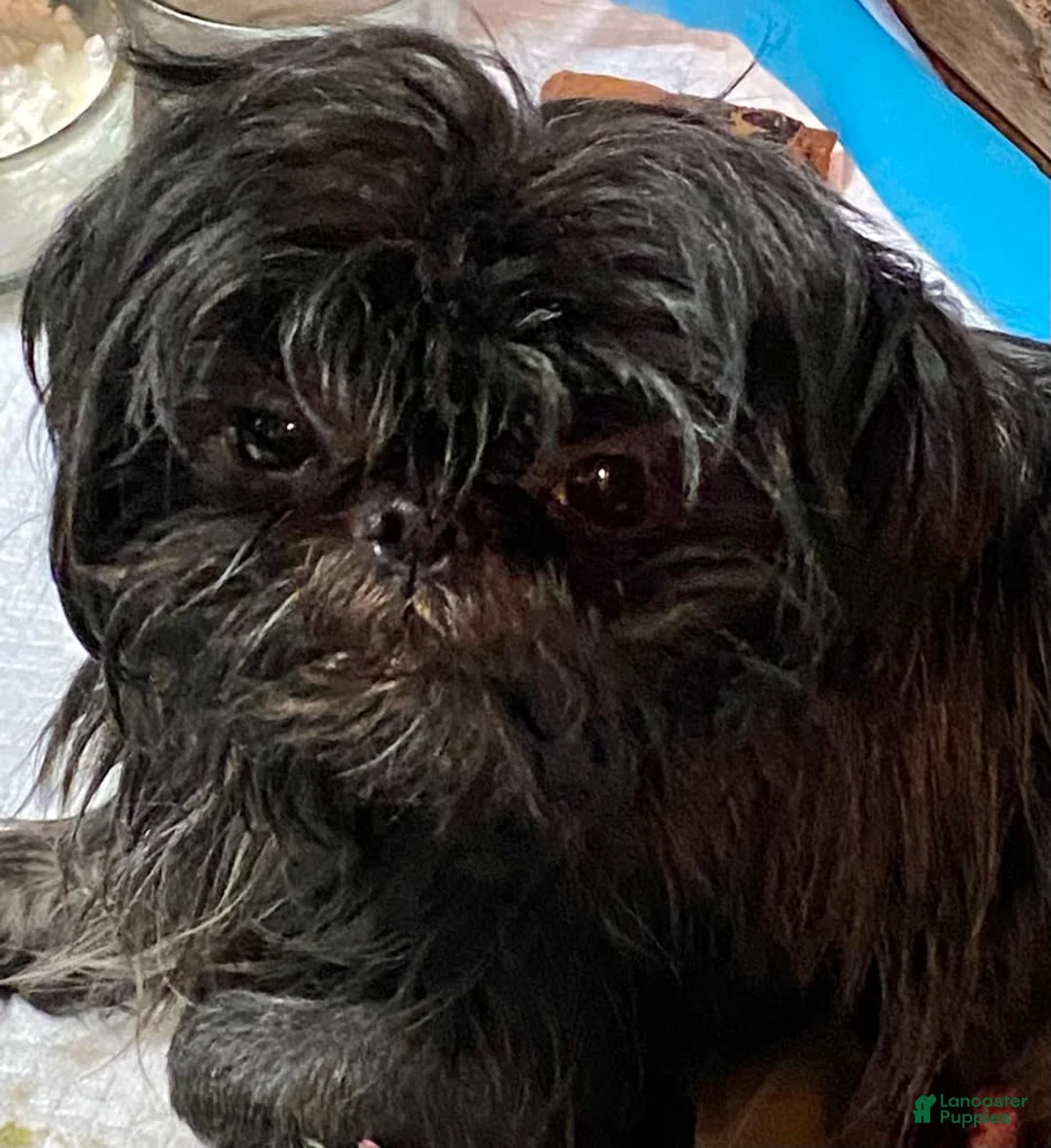 Gallery Image {{count}}