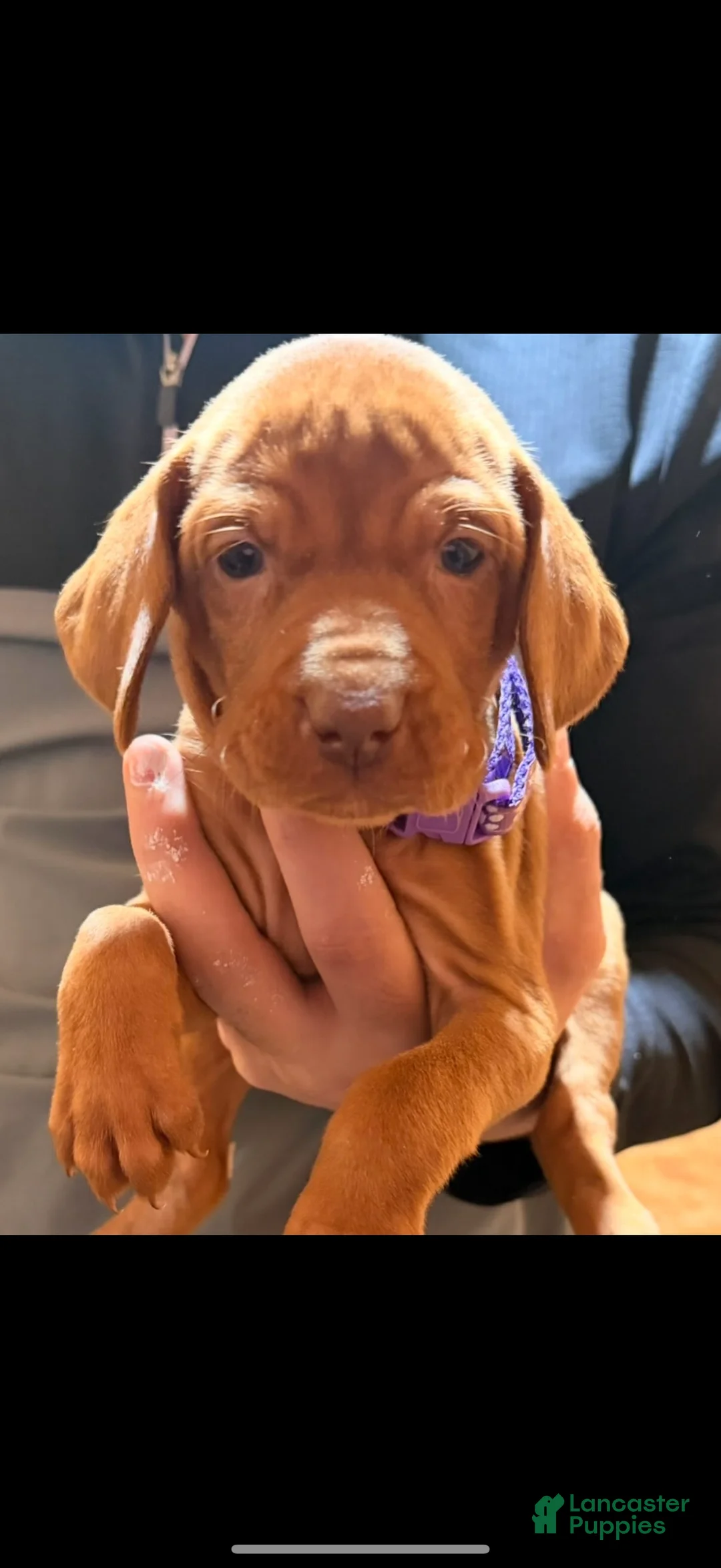 Vizsla dogs for sale: Purple Female  - Ad 1