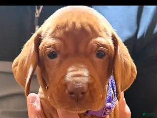 Vizsla dogs Purple Female - Ad 3