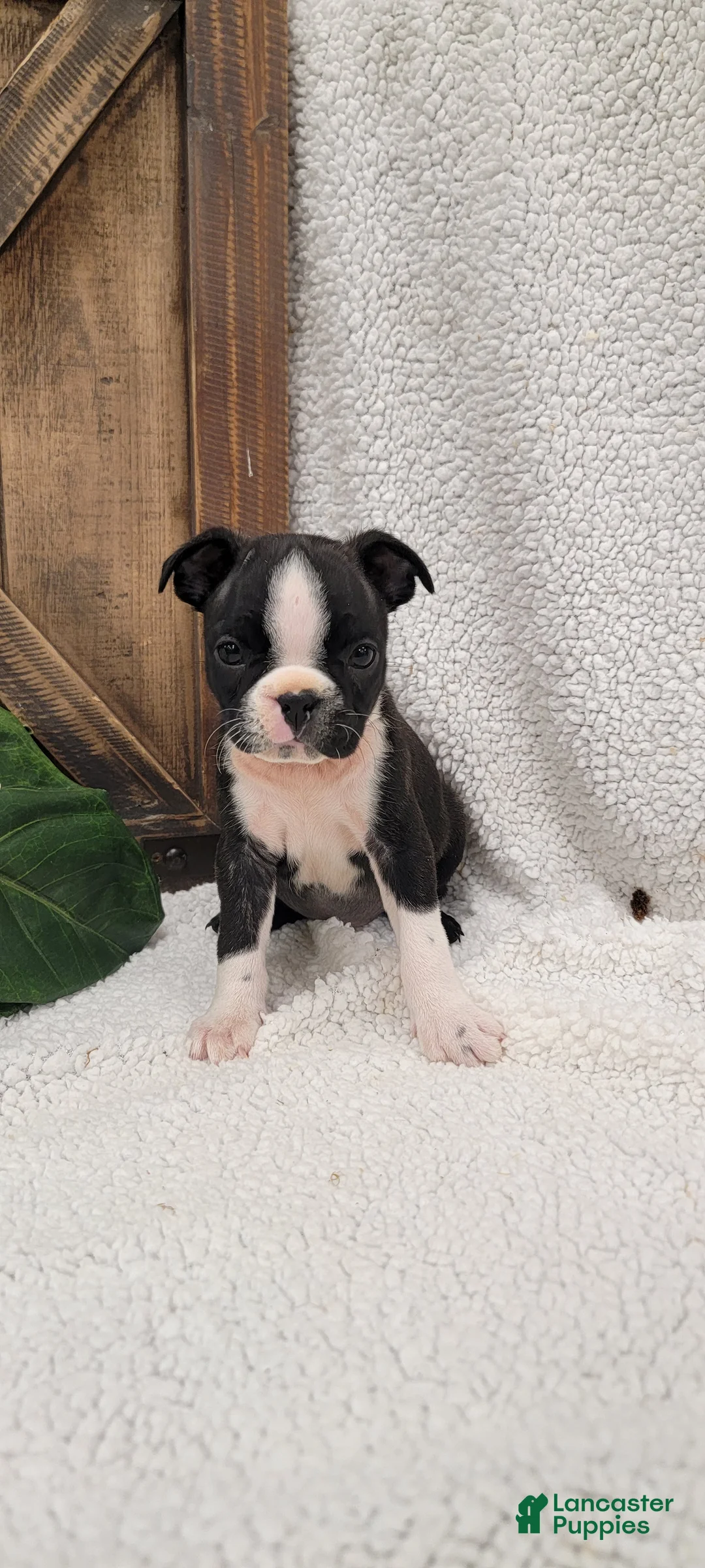 Boston Terrier dogs for sale: Bella - Ad 5