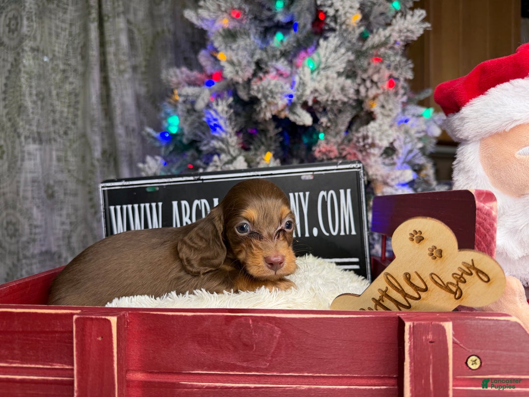 Miniature Dachshund dogs for sale: Ready 12/24/25 - Ad 8