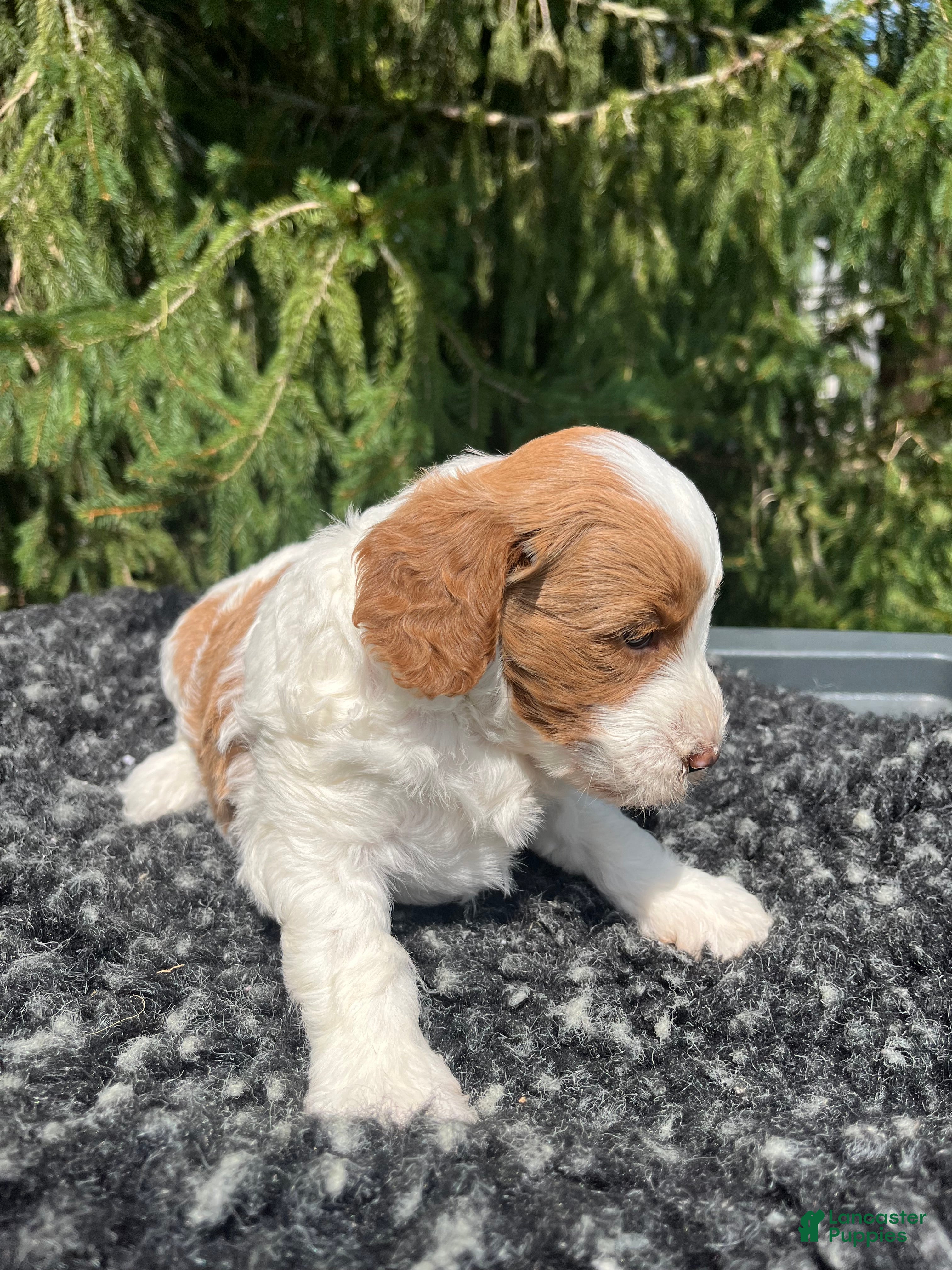 Mini Goldendoodle dogs Cody - Ad 2