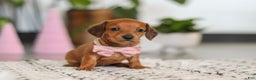 Dachshund dogs for sale: Willow - Ad 1