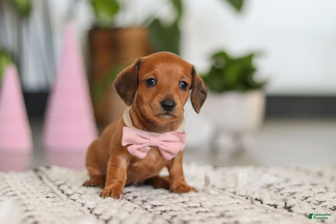 Dachshund dogs for sale: Willow - Ad 1