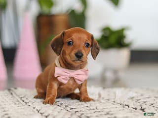 Dachshund dogs Willow - Ad 5