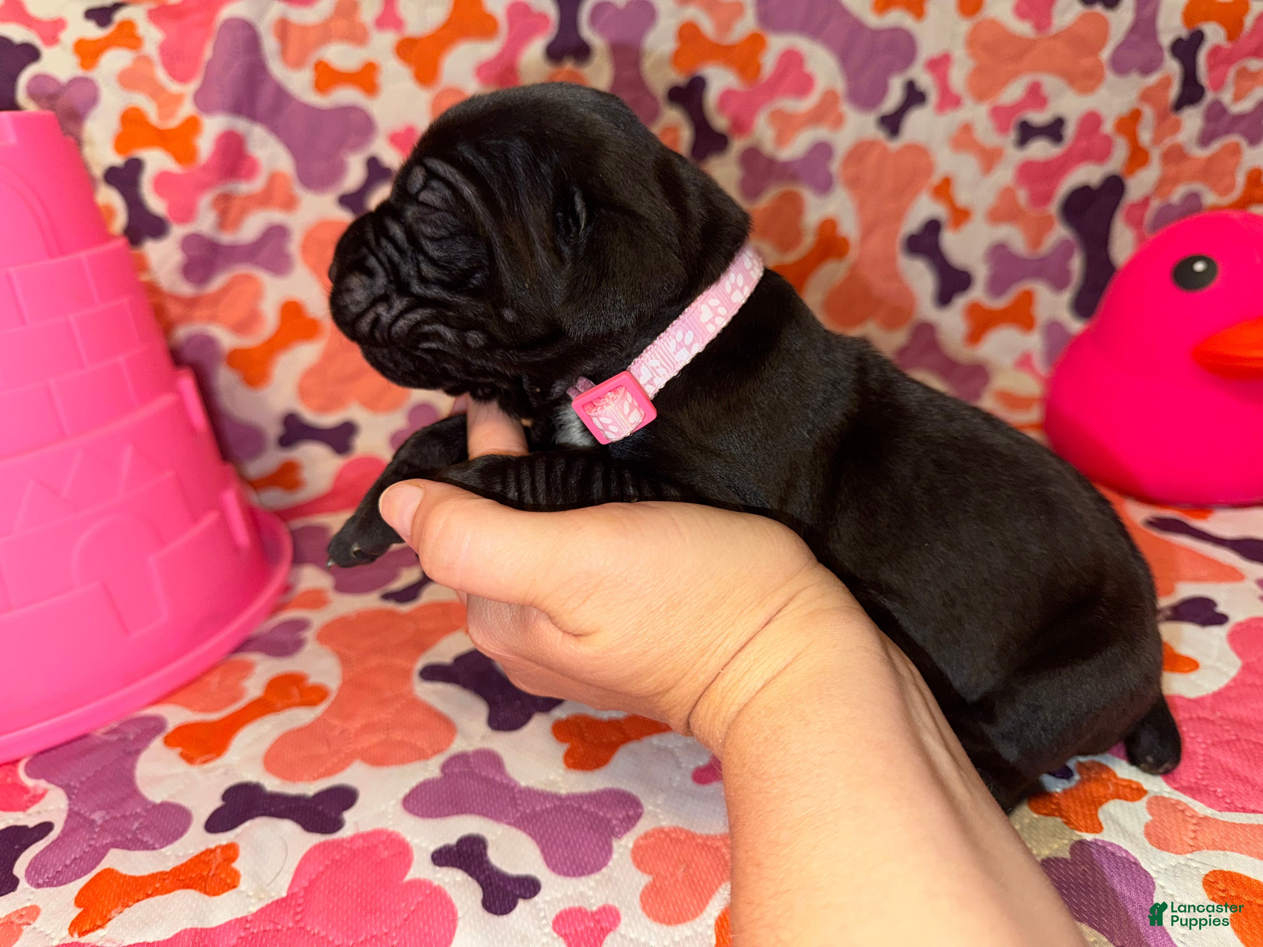 Cane Corso dogs Light Pink Collar Female - Ad 39