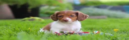 Miniature Dachshund dogs for sale: Poppy - Ad 8