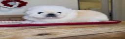 Pekingese dogs for sale: Ricky  - Ad 5